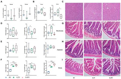 Valine induces inflammation and enhanced adipogenesis in lean mice by multi-omics analysis